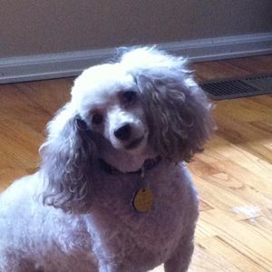 Meet your Posher, Victoria